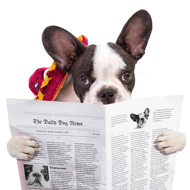 istock French bulldog reading newspaper 532446215