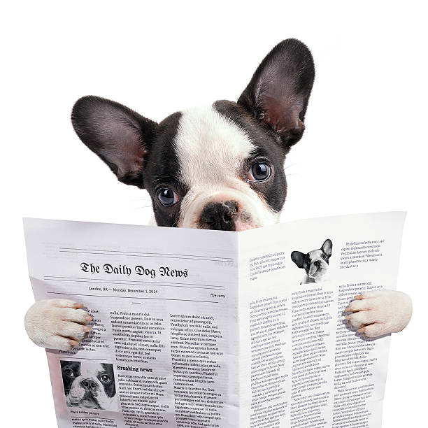 istock French bulldog reading newspaper 532446221