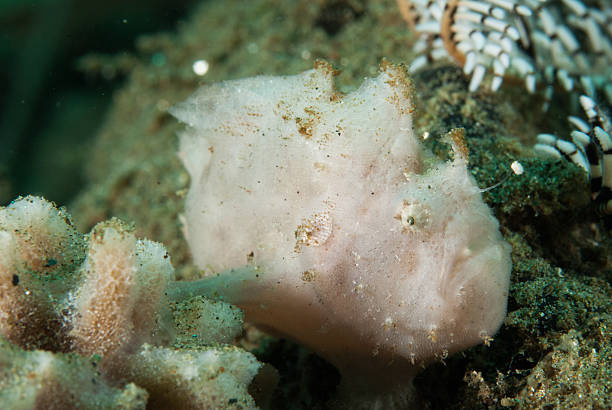 istock Striated frogfish in Ambon, Maluku, Indonesia underwater 532446329