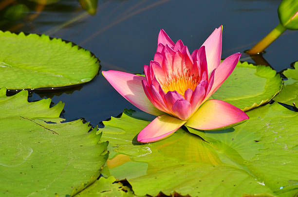 istock beautiful lotus in pond 532447081