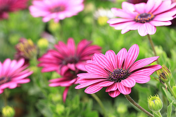 istock Blue-eyed Daisy,African Daisy,Cape Daisy,Spoon Daisy 532463787