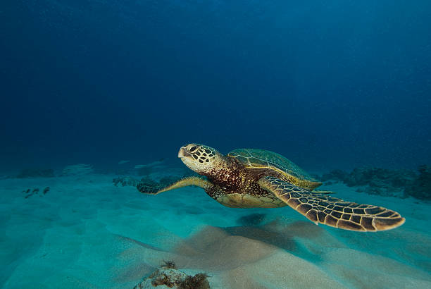 istock Sea Turtle at Coral reef 532463829