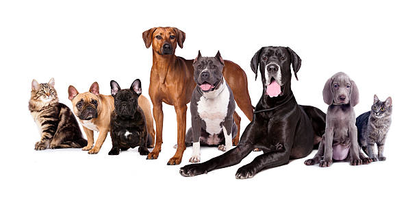 perros y gatos - group of dogs fotografías e imágenes de stock