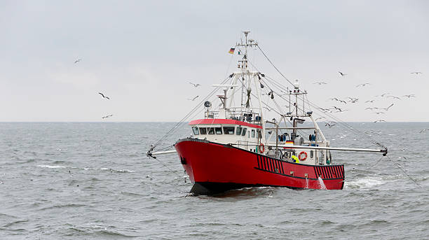 Shrimper at the North Sea not far from Helgoland (Germany) Shrimper at the North Sea not far from Helgoland (Germany). Many seagulls are flying around the ship. fishing boat photos stock pictures, royalty-free photos & images