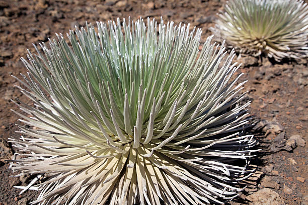 silversword - haleakala silversword 뉴스 사진 이미지