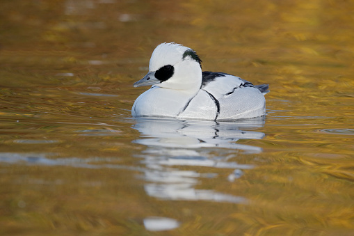 Winter day in a pond: side view of a swimming pintail duck in a pond.