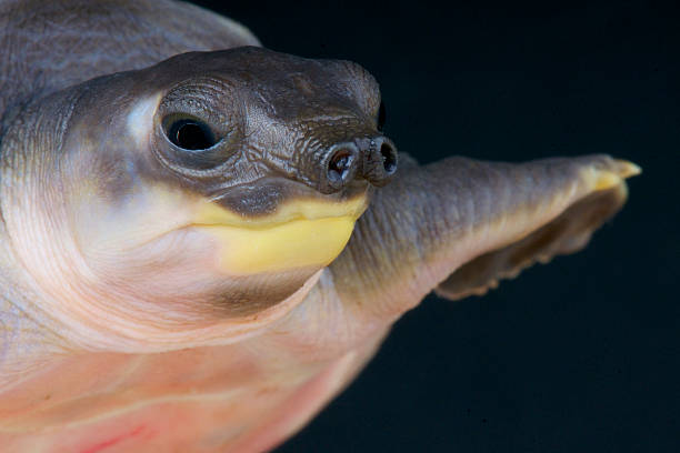 istock Pig nosed turtle / Carettochelys insculpta 532467363