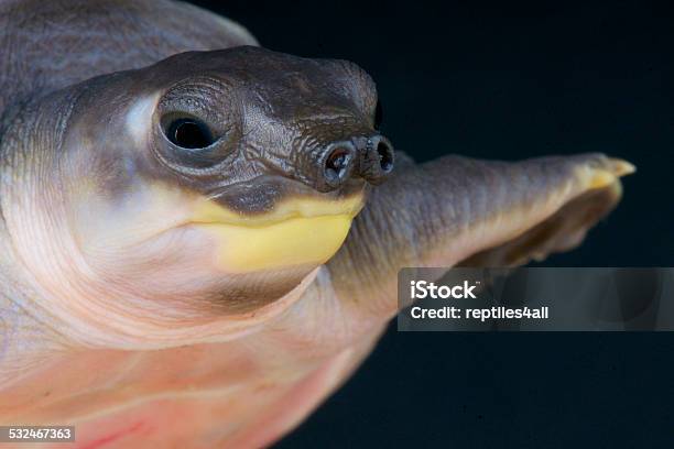 Pig Nosed Turtle Carettochelys Insculpta Stock Photo - Download Image Now - Turtle, Cut Out, Animal