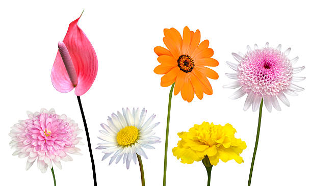 istock Collection of Various Colorful Flowers Isolated on White 532467425