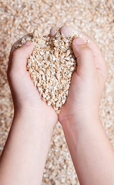 istock child's hands holding milled grain 532467835