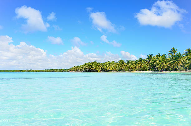 istock Coconut Palm Trees with Blue Sea 532467981