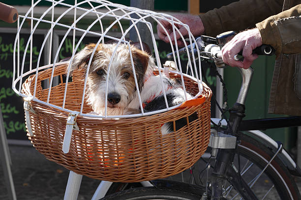dog puppy in a bicycle basket