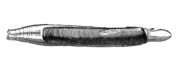 Antique illustration of Solen marginatus (Grooved Razor Shell) Antique illustration of Solen marginatus (Grooved Razor Shell) razor clam stock illustrations