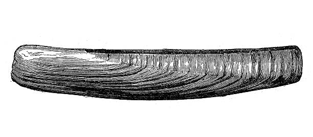 Antique illustration of Ensis ensis (sword razor shell) Antique illustration of Ensis ensis (sword razor shell) razor clam stock illustrations