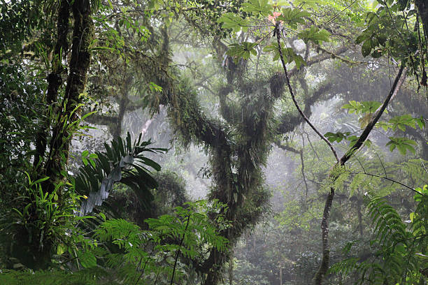 istock Jungle,route of the bridges 532469197