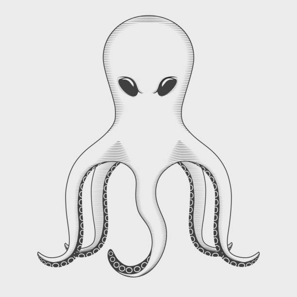 istock Octopus vintage graphic in the style of engraving vector illustration 532469803