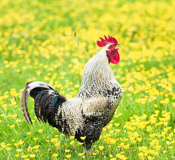 Wake up call: A free range cockerel in a springtime grass field full of buttercup flowers, calling 'cock-a-doodle-doo'.