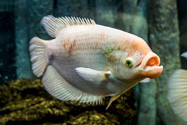 istock The underwater world. Bright Exotic Tropical coral fish 532470083