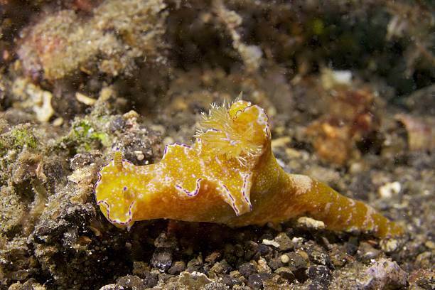 istock Ceratosoma nudibranch 532470481