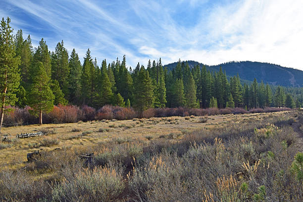 Lake Tahoe Meadows in Lake Tahoe, California 