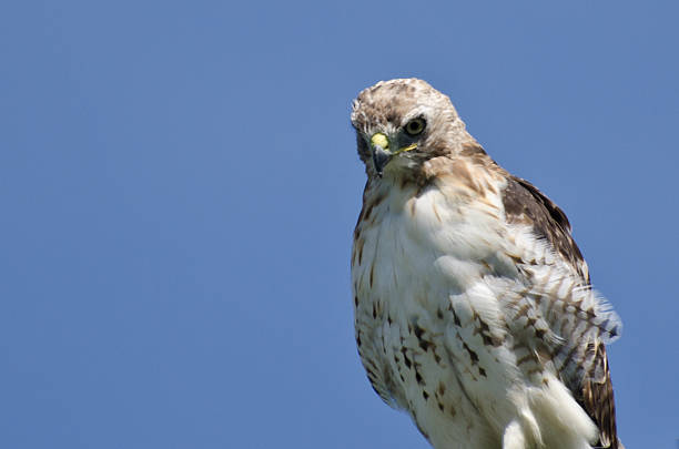 nahaufnahme von einem red-tailed hawk - red tailed boa stock-fotos und bilder