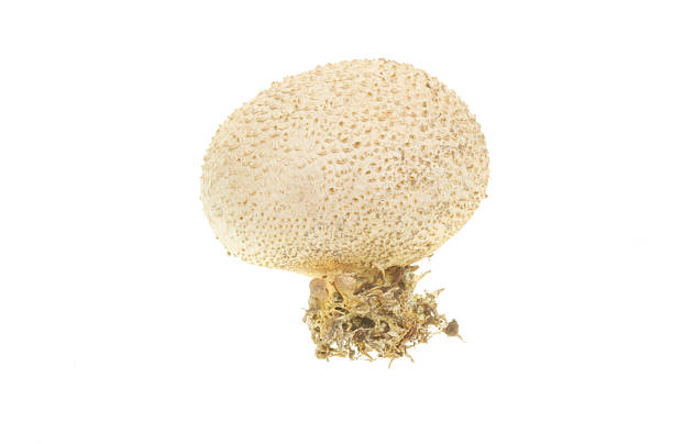 istock Puffball fungi 532481783