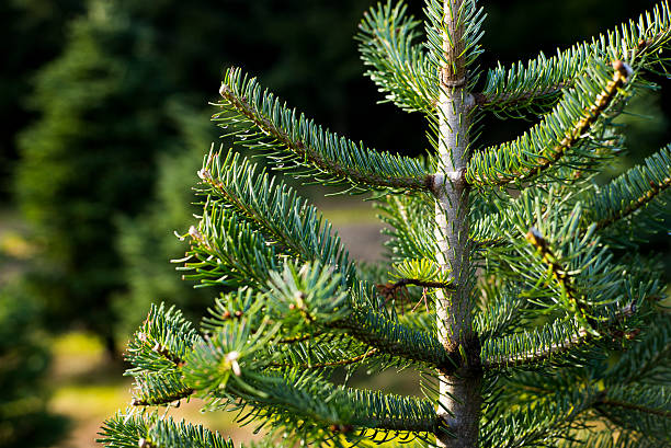 Noble Fir at Christmas tree farm in the Pacific Northwest stock photo