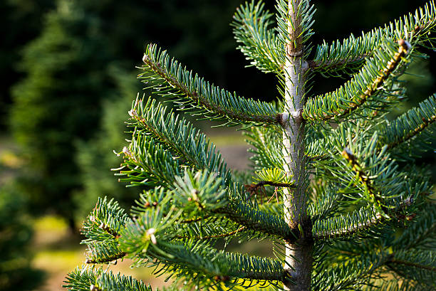 пихта благородная на рождество дерево farm in the pacific northwest» - noble fir стоковые фото и изображения