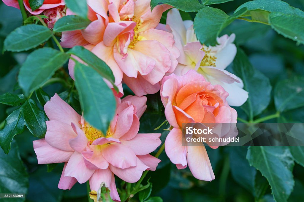 Rose aprikola Roses, Germany, Eifel. Botany Stock Photo