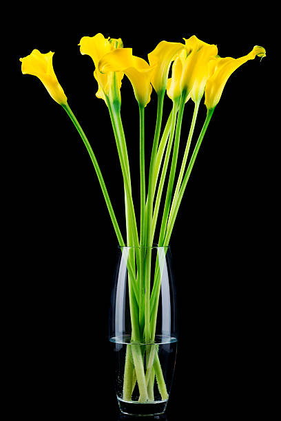 istock Bunch of callas 532483327