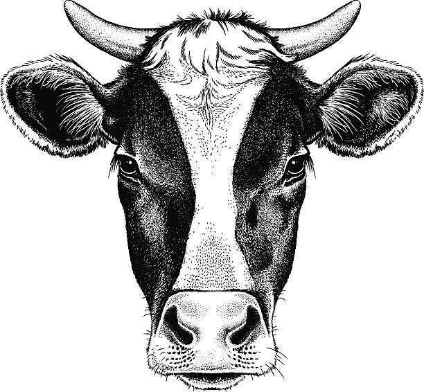 Black and white cow with horns Black and white sketch of a friesian cow's face. Vector portrait. cow illustrations stock illustrations