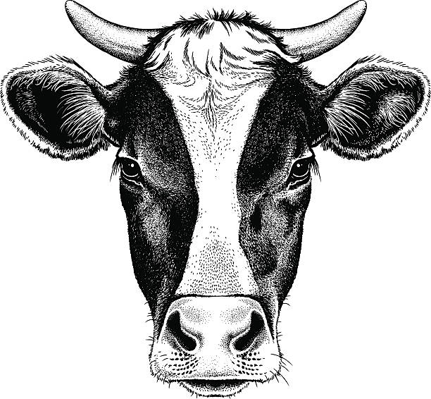 Black and white cow with horns Black and white sketch of a friesian cow's face. Vector portrait. ears white background stock illustrations