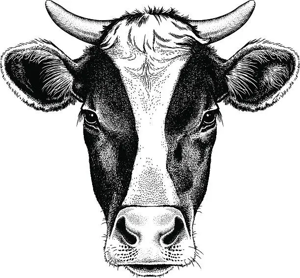 Vector illustration of Black and white cow with horns