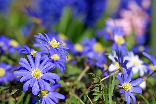 Blue anemones , in the background blue and pink hyacinths,Eifel,Germany.