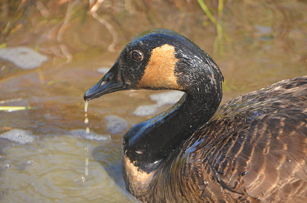 istock Canada Goose with water dripping from beak 532484523