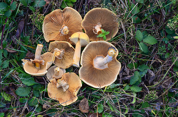 istock Phaeolepiota Aurea mushrooms in a grass 532484753