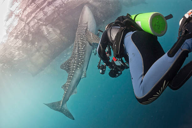 istock Whale Shark close encounter underwater in Papua 532485259