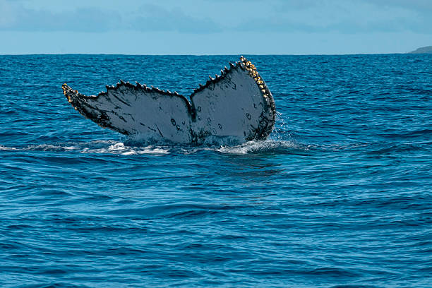 istock Humpback whale tail going down in blue polynesian sea 532485261