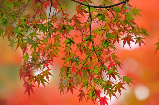 Autumn in Japan is very attractive season for its beautiful colors of Japanese maple, gingko and other trees. It is the season that many parks and gardens would please your eyes.