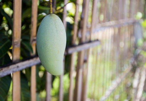closeup of hanging mango out of bamboo fence
