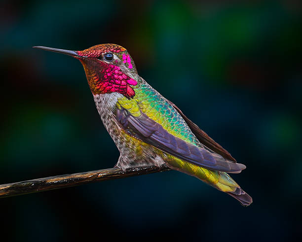 Hummingbird Hummingbird birdsong photos stock pictures, royalty-free photos & images