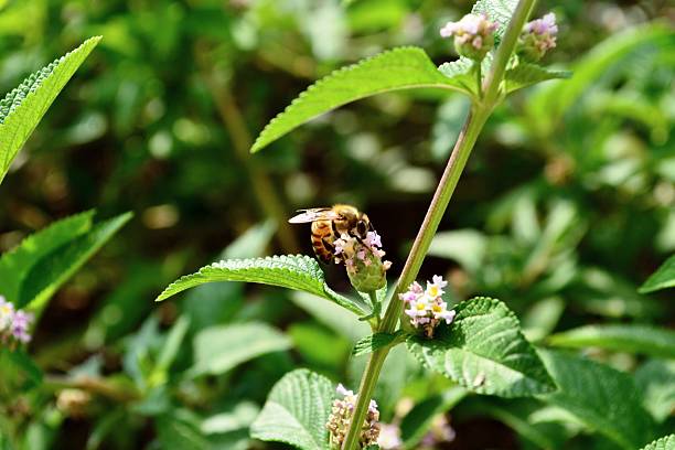 istock Beautiful hornet on a herbal medicine 532486487