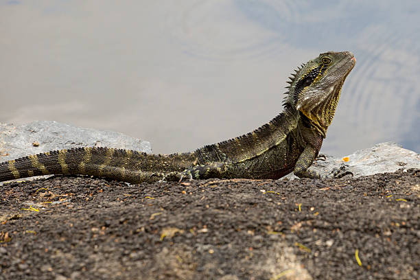 istock Australian Water Dragon in Native Habitat 532506101