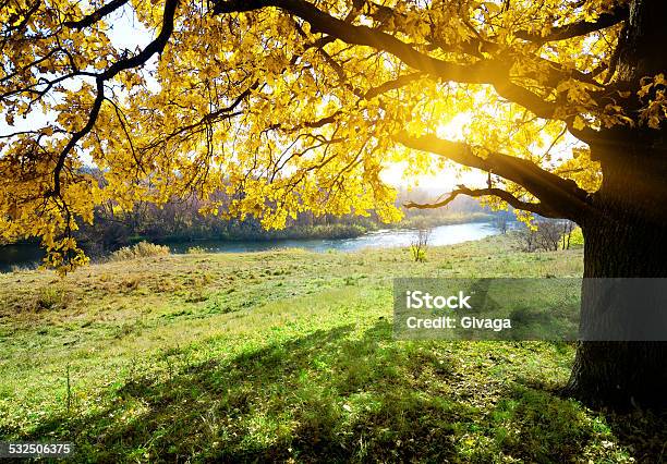 Autumn Oak Stock Photo - Download Image Now - Autumn, Beauty, Beauty In Nature