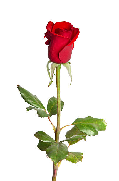 istock beautiful red rose isolated on white background 532506615