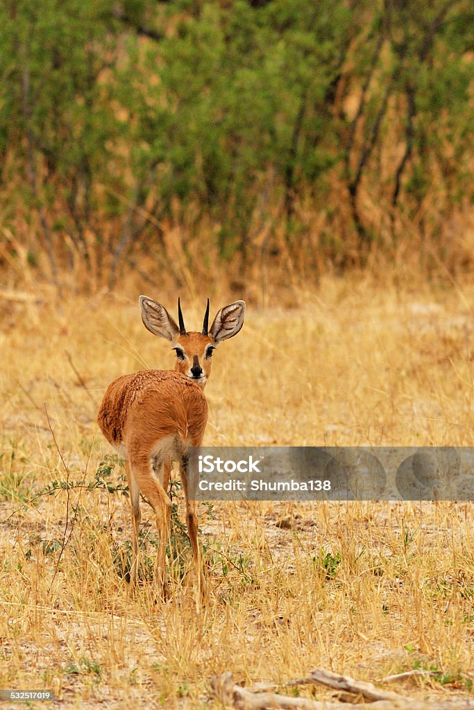 Male steenbok Male steebok standing vigilant 2015 Stock Photo