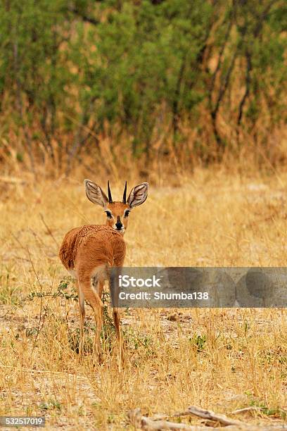 Male Steenbok Stock Photo - Download Image Now - 2015, Africa, Alertness