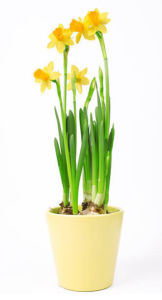 istock Narcissus flowers in pot isolated on white background 532517575
