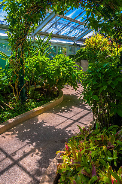 istock Plants and bushes inside the Howard Peters Rawlings Conservatory 532517887