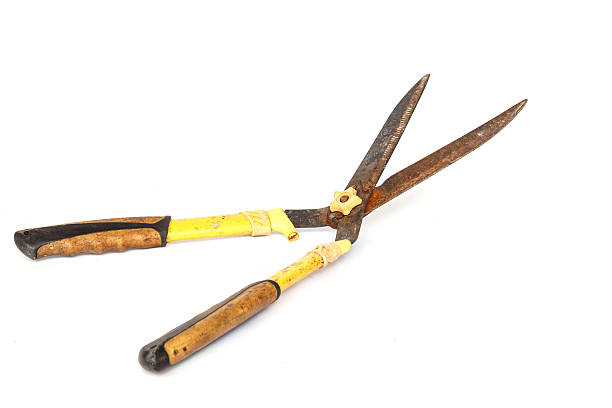 istock Old and rusty garden scissor isolated on white background 532518599